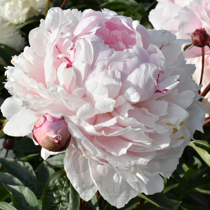 Reine Hortense | Warmerdam Paeonia