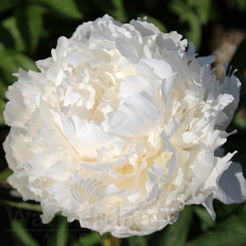 Brother Chuck | Warmerdam Paeonia