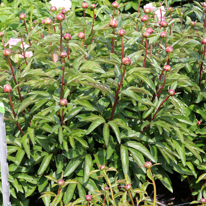 christmas box plant Sweet Box Sarcococca Scented flowers 5 Litre large pots