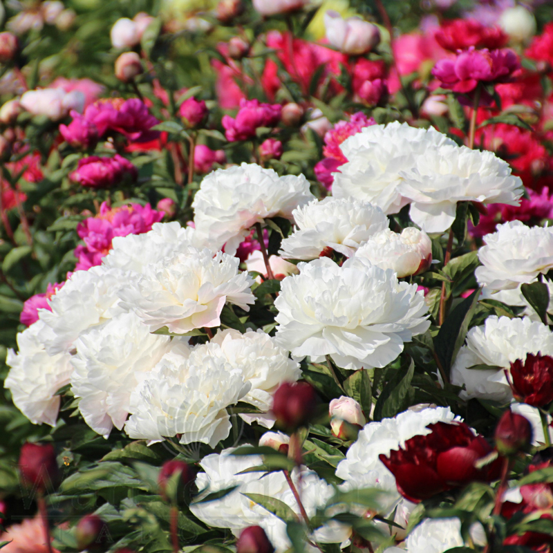 dianthus planting Dianthus (Carnation) "Scent First Orange Sparkler" 1 Gallon Perennial   Tuttle Orchards Online Store