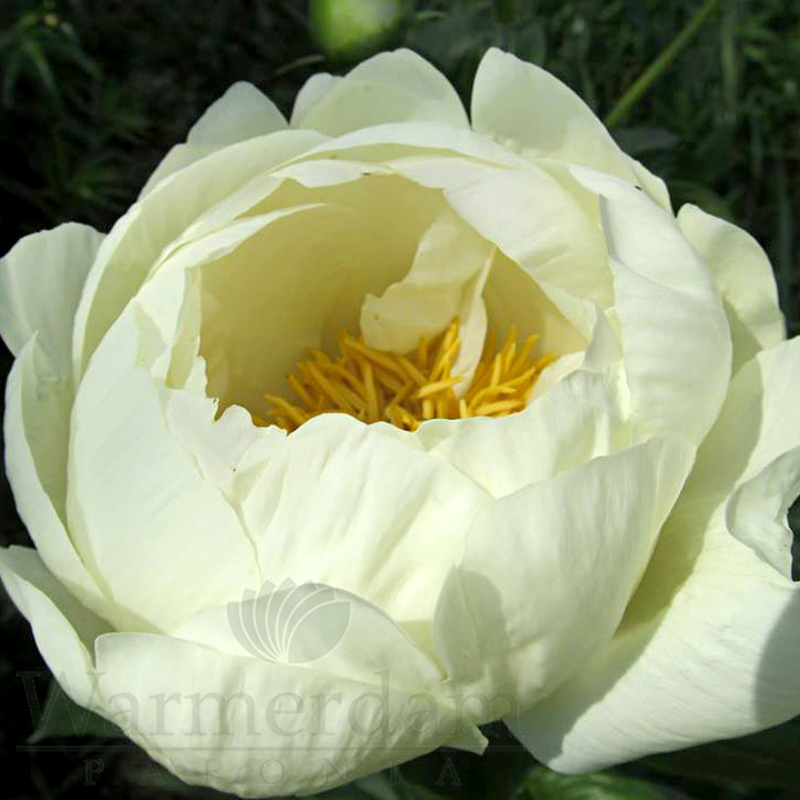 Prairie Moon Ryah https://d2imf68kp2e9h.cloudfront.net/images/Prairie Moon 5.jpg