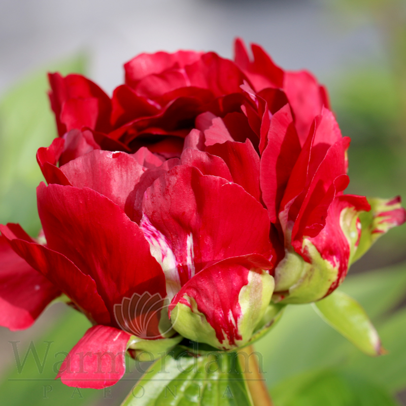 Red Rocks Flower https://d2imf68kp2e9h.cloudfront.net/images/Red Rock Canyon 6.jpg