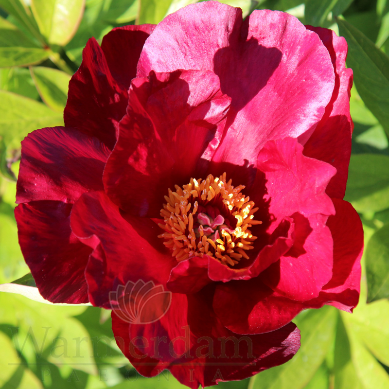 Velevt Ruby https://d2imf68kp2e9h.cloudfront.net/images/Sonoma Velvet Ruby 1.jpg