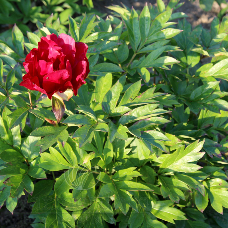 https://d2imf68kp2e9h.cloudfront.net/images/Sonoma Velvet Ruby 5.jpg