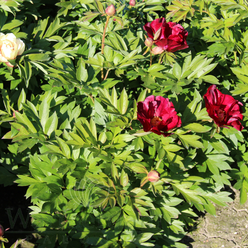 https://d2imf68kp2e9h.cloudfront.net/images/Sonoma Velvet Ruby 6.jpg